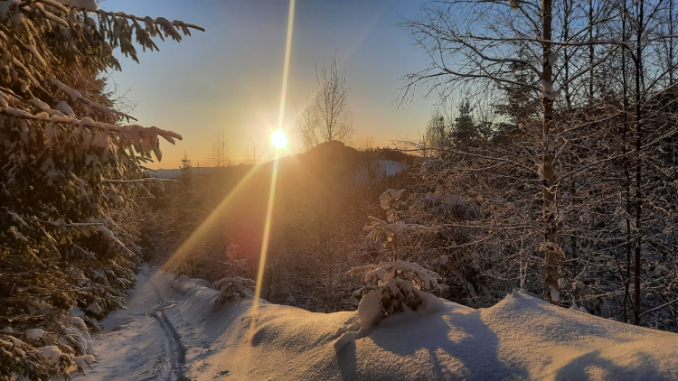 Havas erdei ösvény (Fotó: Molnár József)