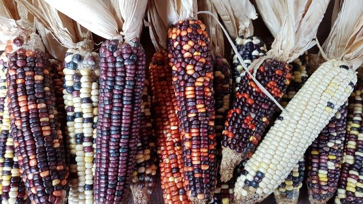 Variedades de milho Awaxi Para&iacute; produzidas nas aldeias guaranis (Foto: Paulo Leal)