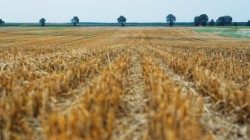 Евангелие за XVI Обикновена неделя