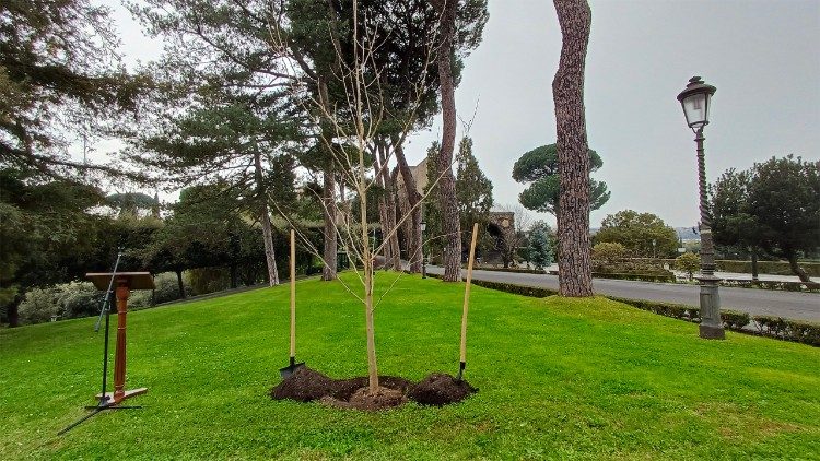 The tree, described as a "living fossil" because it descends from a species that existed over 200 million years ago, survived the Hiroshima explosion