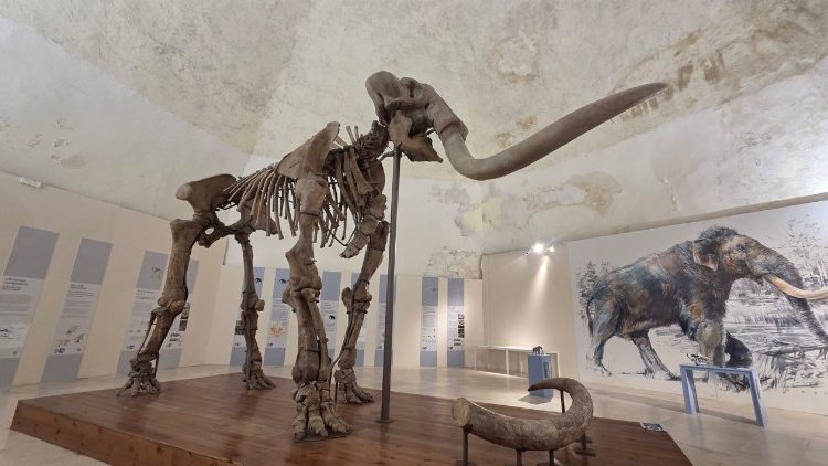"Mammuthus Meridionalis" scoperto in localit&agrave; Madonna della Strada (Scoppito, L'Aquila), databile a un milione di anni fa. Dimensioni: 6,50 m di lunghezza per 4,40 di altezza. Bastione est della Fortezza Spagnola all’Aquila, sede del MuNDA.